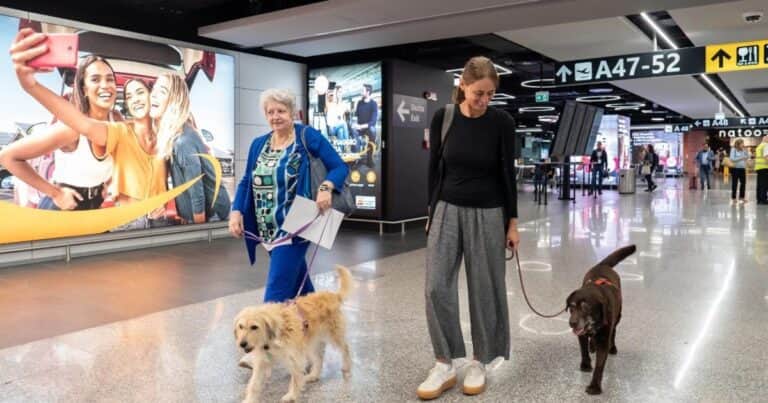 Se realizó el primer vuelo comercial con perros de gran tamaño en cabina