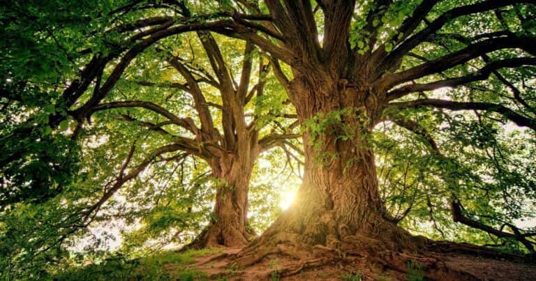 Cuál es el árbol más fuerte del mundo