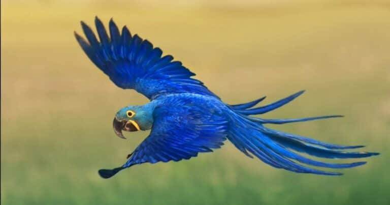 Nació un guacamayo azul de Brasil, extinto en estado salvaje hace 25 años
