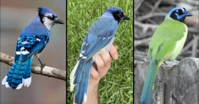 Encontraron en la naturaleza el primer animal híbrido