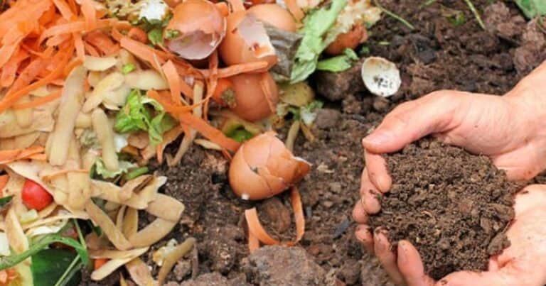 Cuáles son los mejores fertilizantes naturales para tus plantas en cualquier época del año