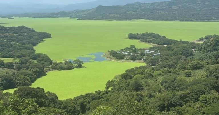 Impresionante invasión de plantas flotantes en el lago más grande de El Salvador: el operativo de Bukele contra las algas