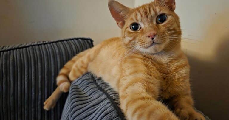 Ató una soga alrededor de un gato y lo golpeó contra una pared: “Es un comportamiento claramente sádico”
