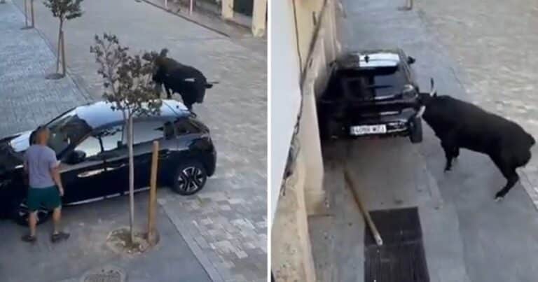 El increíble duelo en una calle de España: un toro contra un auto estacionado