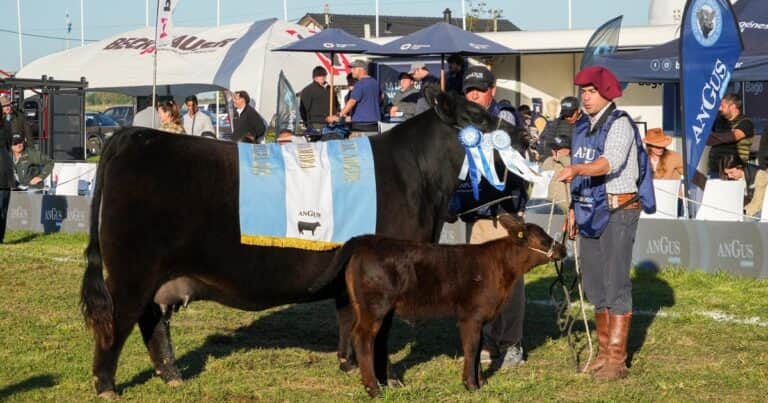 Semana Angus de Primavera: la Gran Campeón Hembra fue para una cabaña de Tres Arroyos