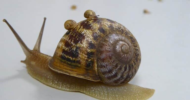 La inédita historia de «Ned», el caracol zurdo al que todo un país le busca pareja