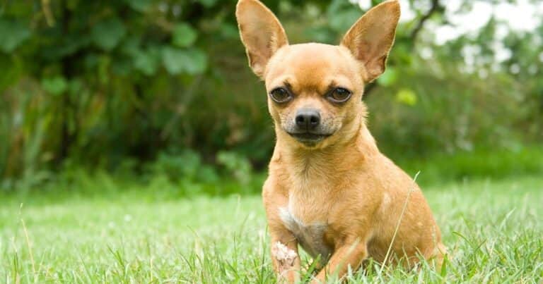 Perros pequeños con inteligencia y personalidad imponente