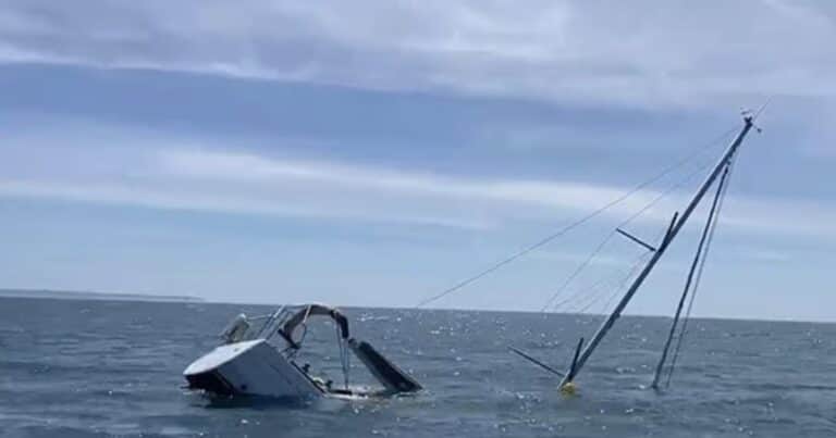 Pánico en una excursión: el video del momento en el que un grupo de orcas ataca y hunde un yate