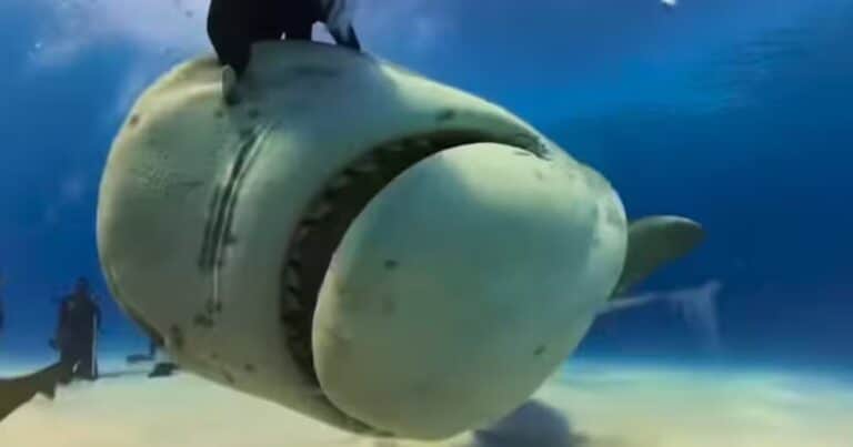 Video POV: un tiburón se tragó una cámara y grabó imágenes inéditas