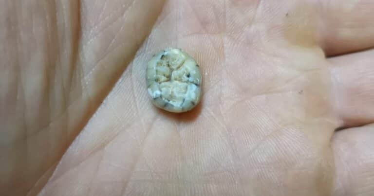 Un diente encontrado en una cueva de Laos encierra un increíble secreto