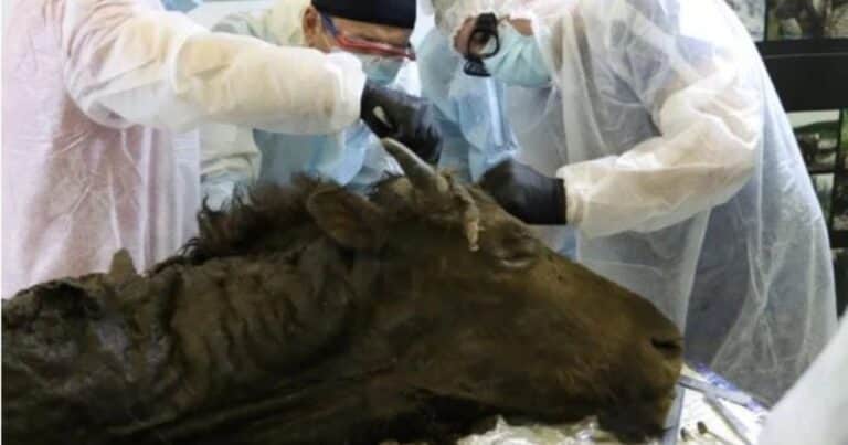Un equipo de científicos intentará «revivir» un bisonte extinguido hace unos 9000 años