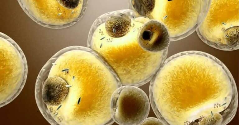 Tejido adiposo marrón: qué es y cómo activarlo para tu salud