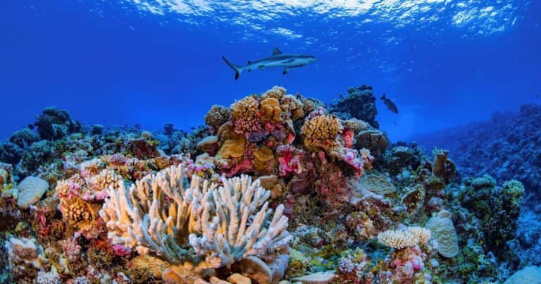 Los científicos confirman cuál fue uno de los primeros animales de la Tierra