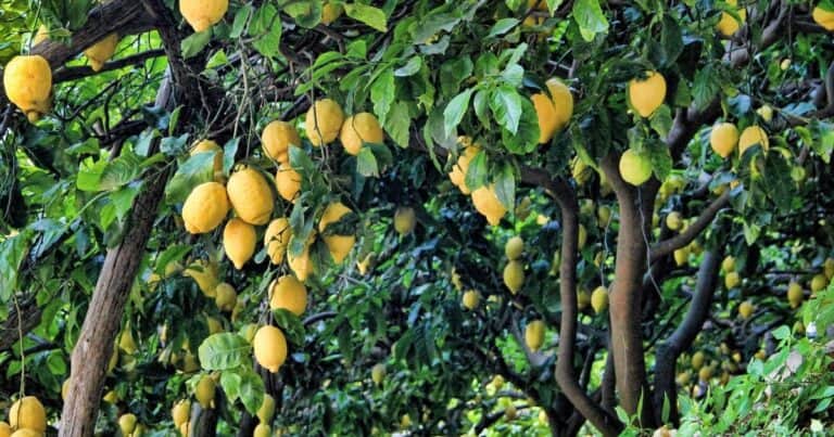 Para qué sirve ponerle canela al árbol de limón