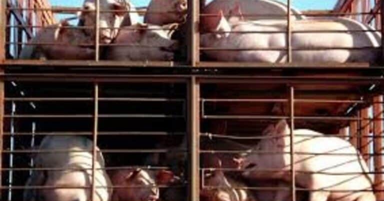 «Interesante simplificación»: actualizan el transporte de animales vivos y productos de origen animal y Sturzenegger explicó la medida