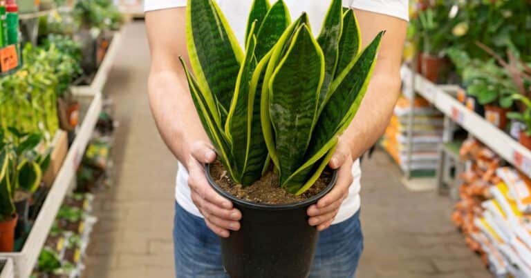 Cuál es el mejor fertilizante para hacer crecer a mi planta lengua de suegra