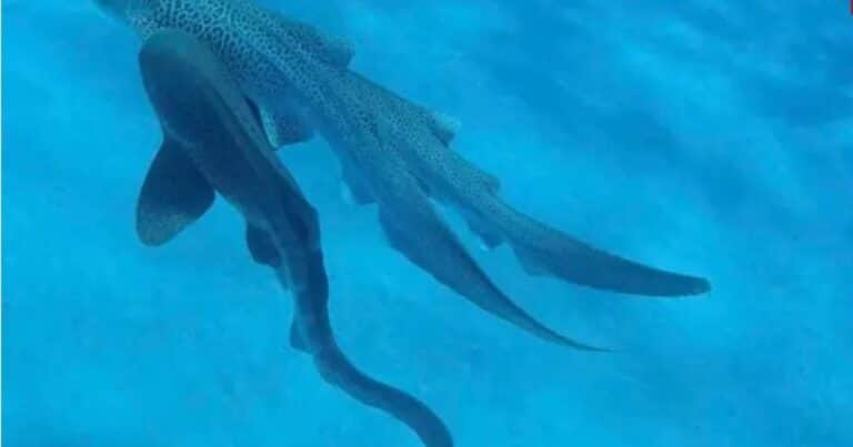 Filman por primera vez a tres tiburones leopardo en un “ménage à trois»