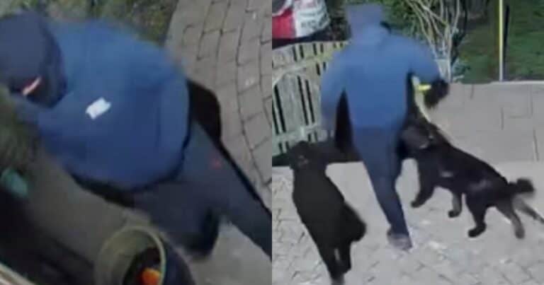 Le robaron sus mascotas y siete meses después descubrió una inquietante verdad: “Seguiré buscando”