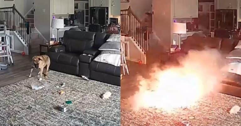 Un perro mordió una batería y provocó un incendio: el hecho quedó captado por las cámaras del hogar