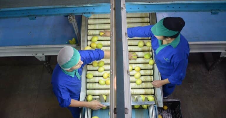 «Estamos reinvirtiendo fuerte»: una fruta vive un sorpresivo boom en las exportaciones y esperan dos años con demanda sostenida