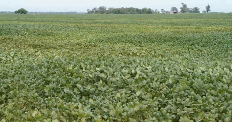 Frente a los pronósticos de una menor área de soja, una semillera contrataca y presagia un incremento en el segmento con reconocimiento de tecnología