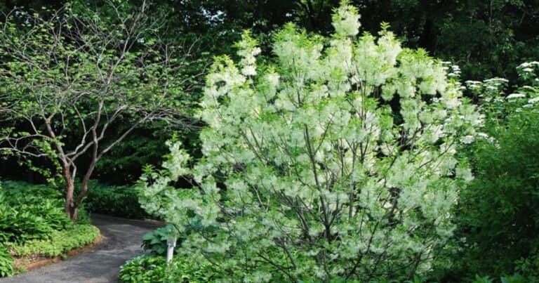 Hojas de oro y frutos de fuego: el árbol decorativo que dará color y vida a tu jardín todo el año