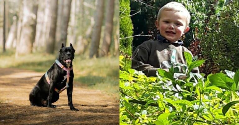 Un perro fuera de control, un niño atacado y dos padres condenados: «La mala acción debe ser castigada»