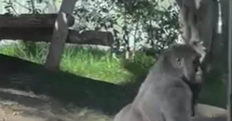 Susto en un zoológico: el video que muestra cómo un gorila atacó y rompió la pared de su recinto