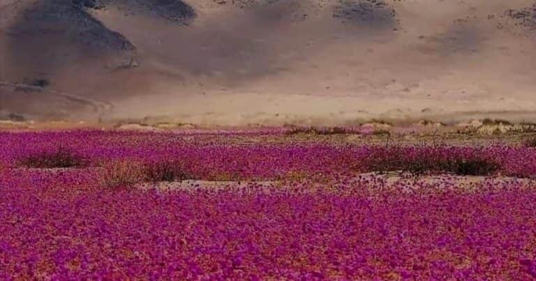 Miles de flores nacieron en el desierto más seco del mundo