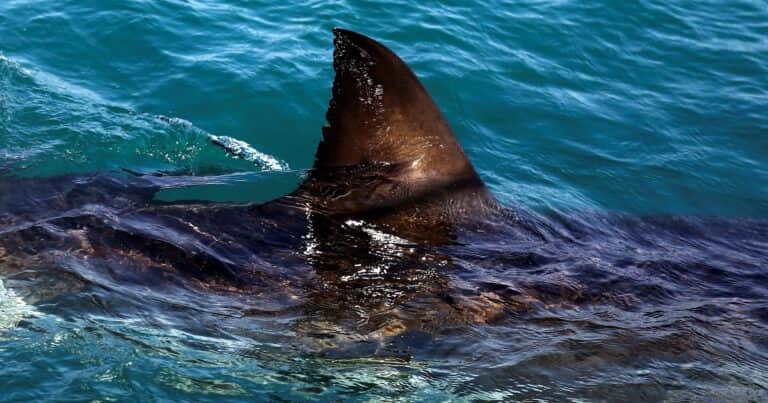 El tiburón blanco más escurridizo del mundo apareció en Canadá y podría resolver el mayor enigma de la biología marina