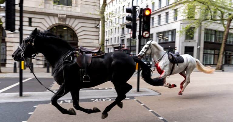 Quaker, el caballo de la Caballería Real que irrumpió en las calles de Londres, se jubila