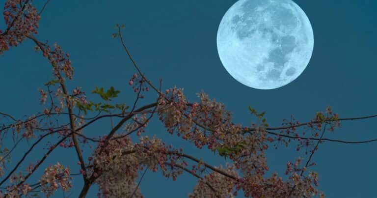 Superluna y Luna llena de cosecha de octubre 2025: cuándo es y de qué se trata este fenómeno astronómico