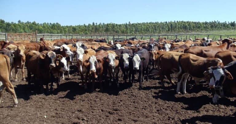 Una de las mayores amenazas para el rodeo expande su presencia: cómo afrontarla