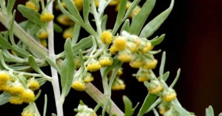 Artemisia annua: la planta medicinal china que sorprende por sus múltiples beneficios