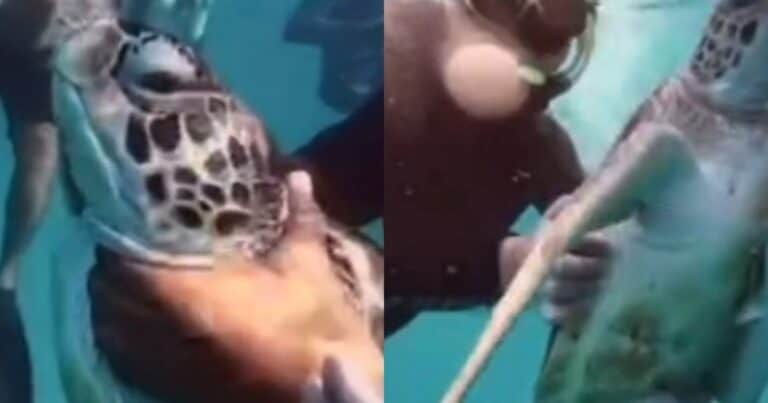 Hacían snorkel, maltrataron a una tortuga marina en peligro de extinción y filmaron el hecho