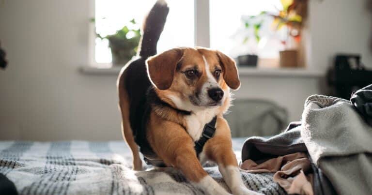 Tu perro se estira con frecuencia: qué revela este gesto, según un experto