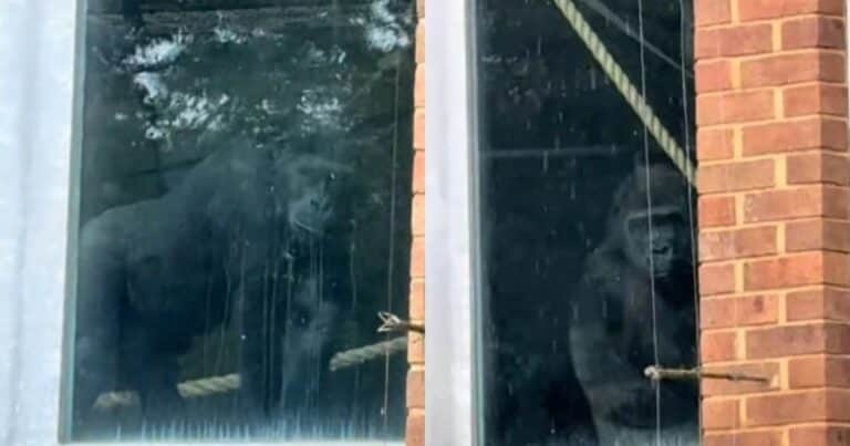 Polémica por el bienestar de un grupo de gorilas en un zoológico cerrado