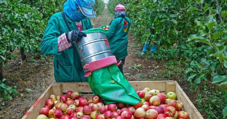 Extienden la vigencia del decreto que permite compatibilizar el trabajo rural temporario con el cobro planes sociales