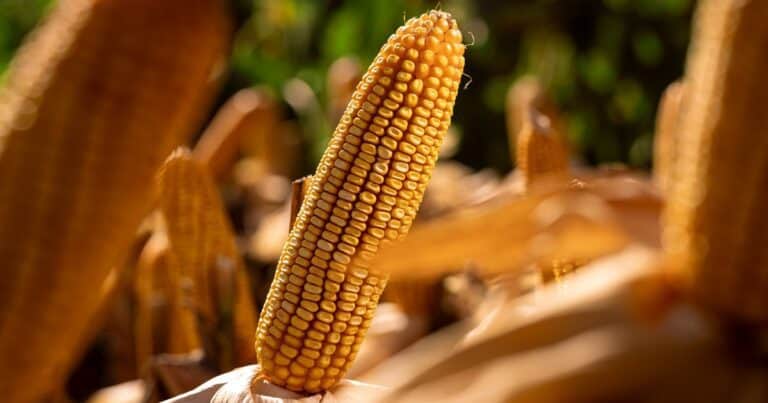 El maíz redobla la apuesta: se amplia el área y se viene el tardío