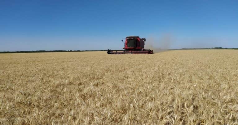 «Nunca vimos a los trigos así»: histórica proyección para uno de los principales cereales que se producen en Argentina