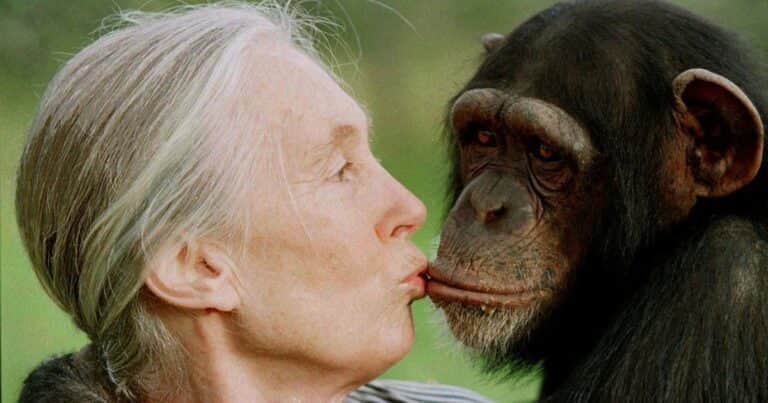 Se conoció el último deseo de Jane Goodall
