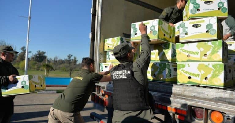 Cocaína camuflada entre bananas: incautaron un cargamento narco valuado en millones de dólares