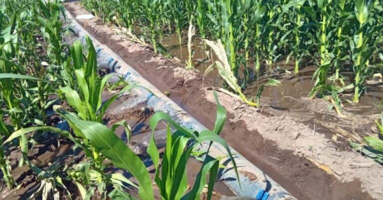 La inteligencia artificial y la agricultura empiezan a competir por el agua