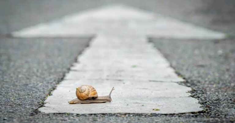 Un caracol provocó un choque múltiple en Italia