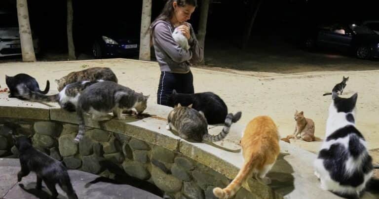 Alarma en Chipre, la «isla de los gatos»: ya hay miles de estos felinos en las calles