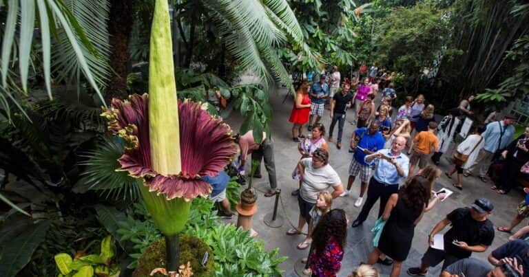 Robaron la flor más apestosa del mundo, que cuesta una fortuna
