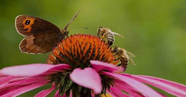 Alarma: un 10 % de abejas silvestres y un 15 % de mariposas, en peligro de extinción
