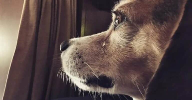 Un estudio demostró que los perros lloran al reencontrarse con sus dueños