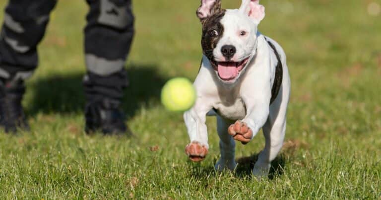 ¿Los perros son adictos? Un estudio comparó su obsesión con los juguetes con las adicciones en los humanos