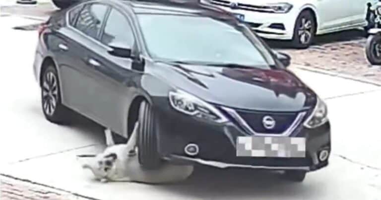 Un auto le pasó por encima a un perro que no sufrió ni un rasguño gracias a su obesidad